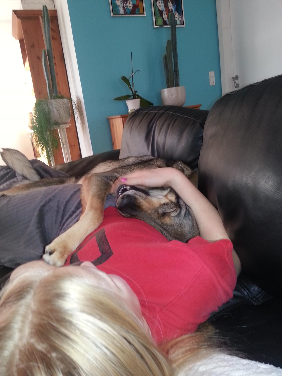 Blanding af racer Misha billede 4