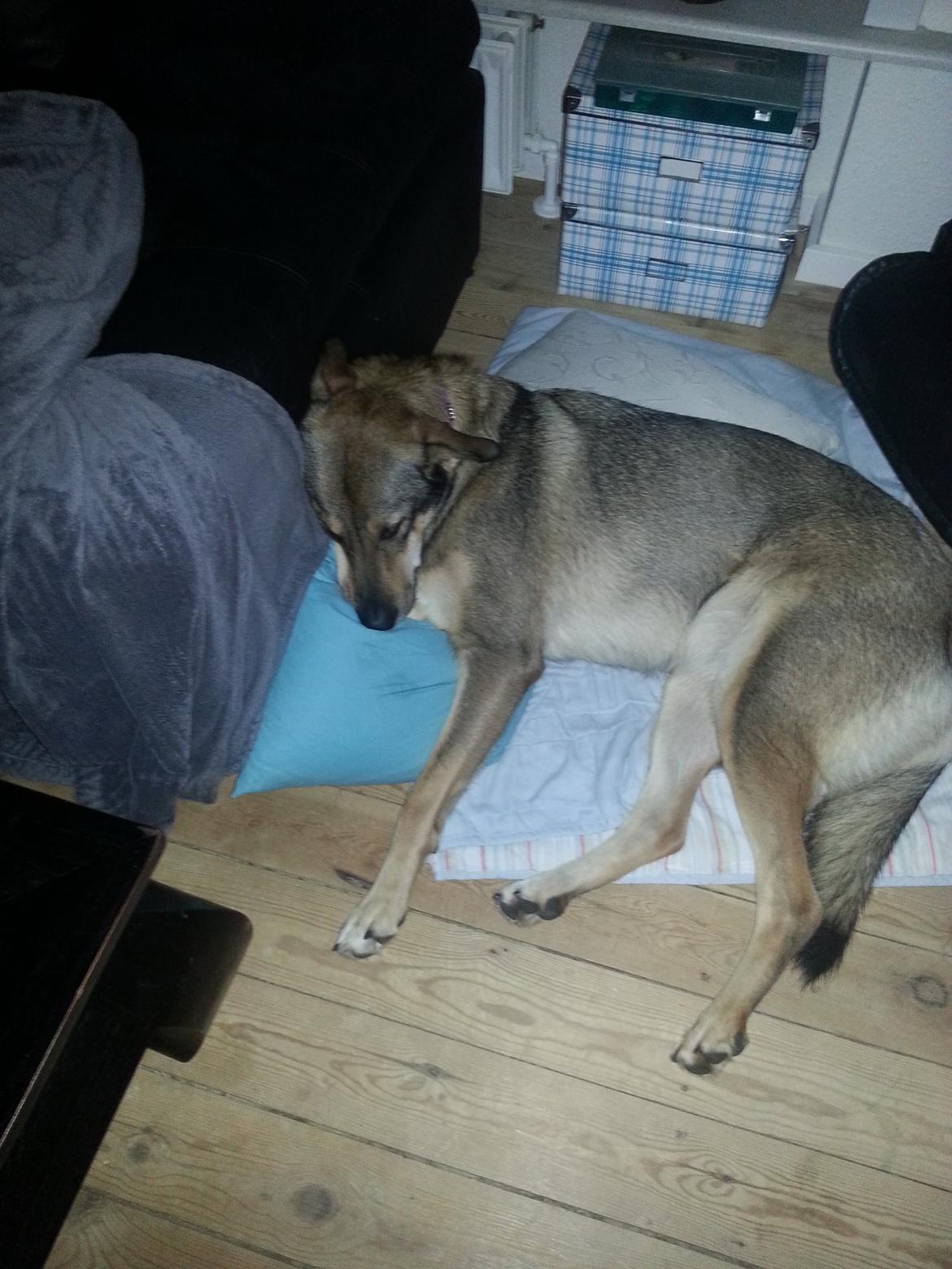 Blanding af racer Misha billede 20