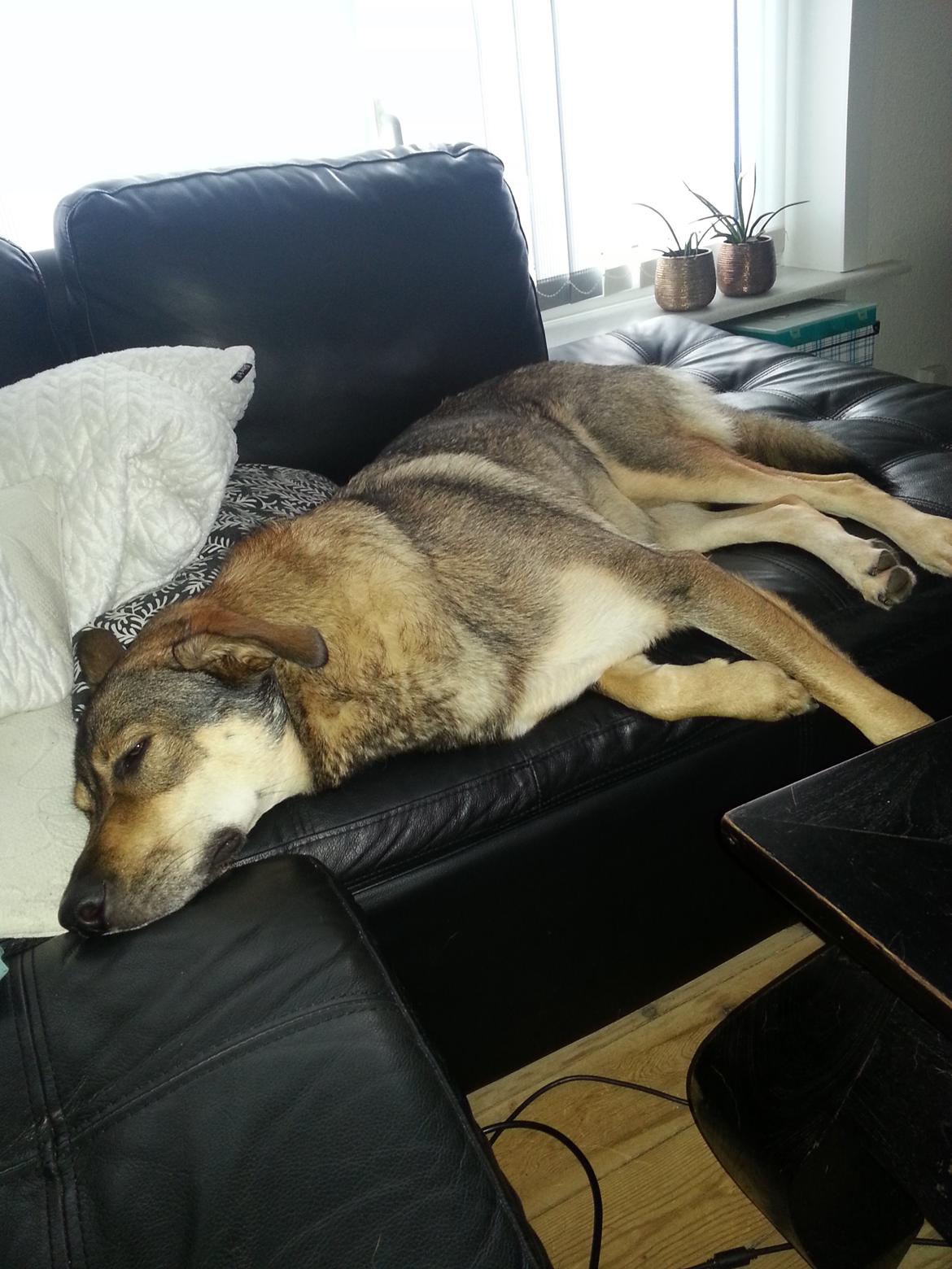 Blanding af racer Misha billede 21