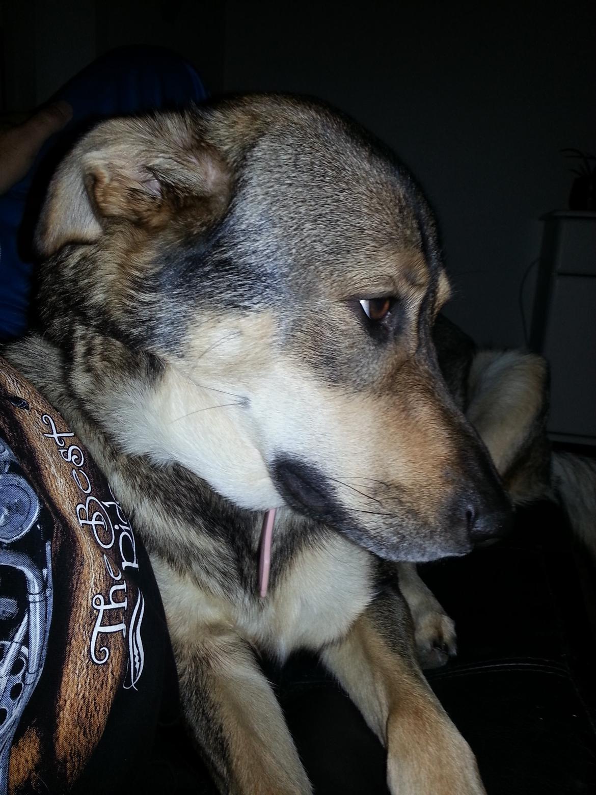 Blanding af racer Misha billede 22