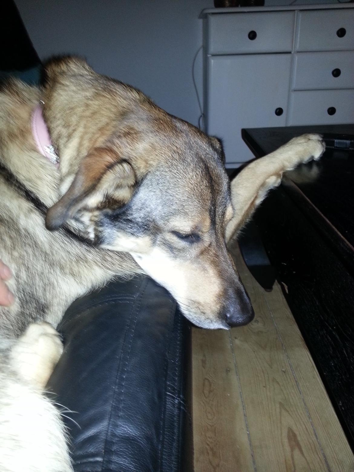 Blanding af racer Misha billede 23