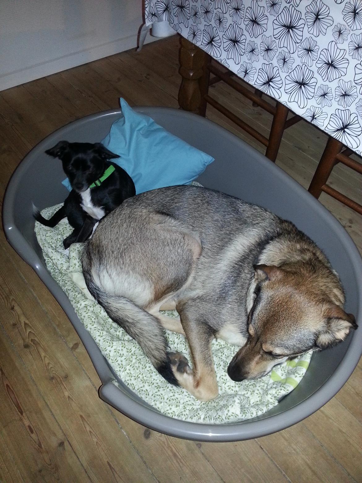 Blanding af racer Misha billede 24