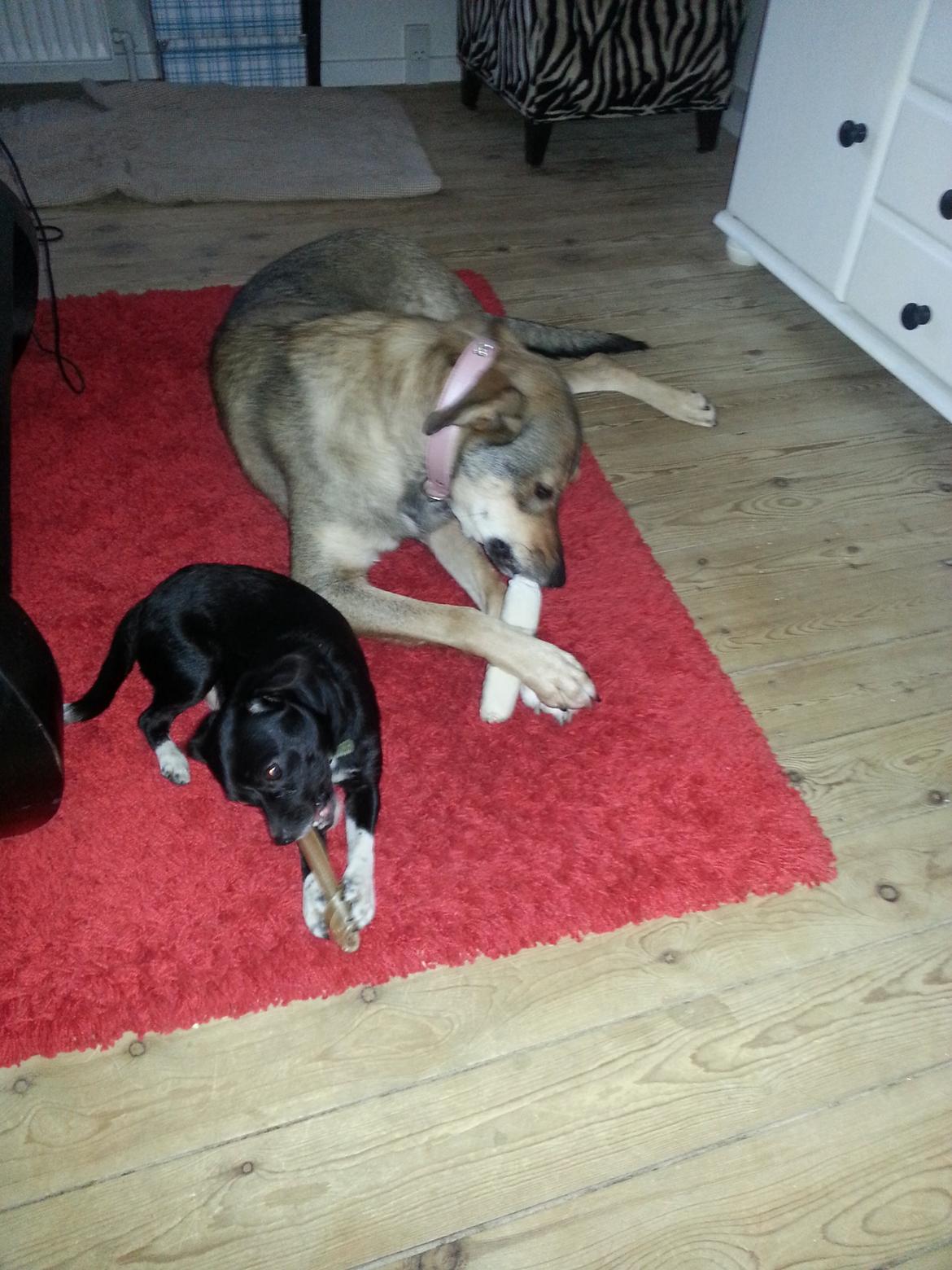 Blanding af racer Misha billede 25