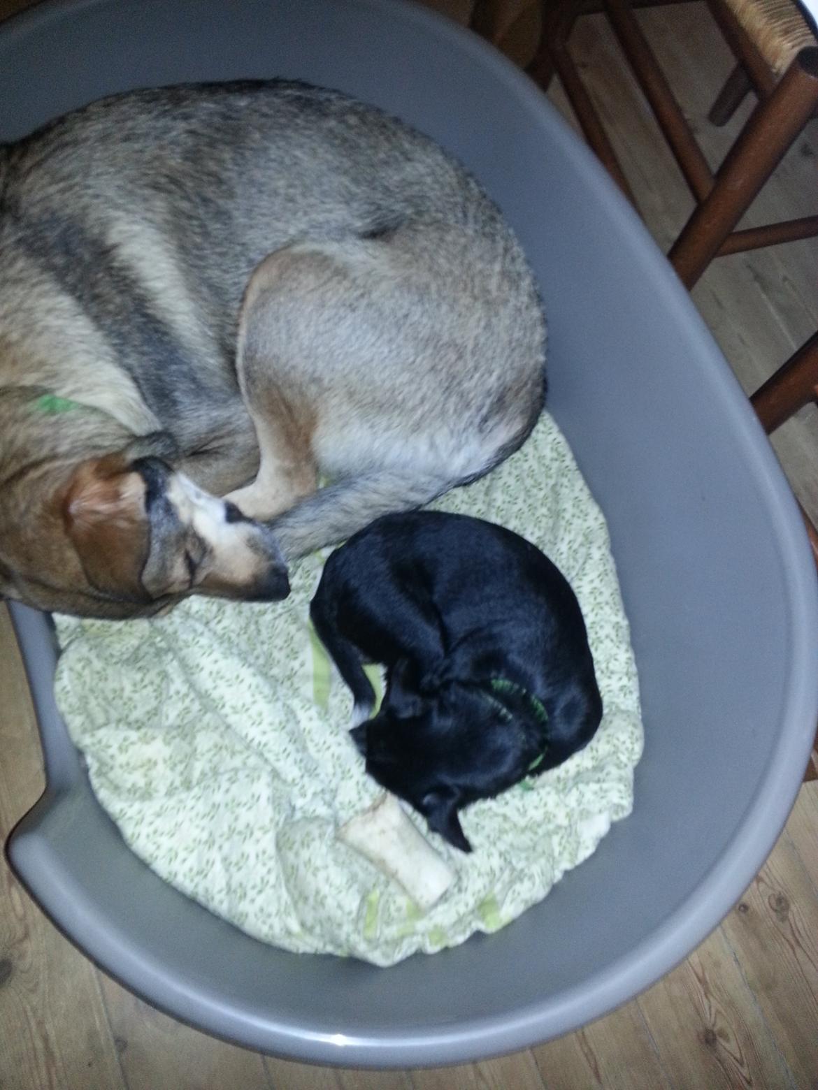 Blanding af racer Misha billede 26