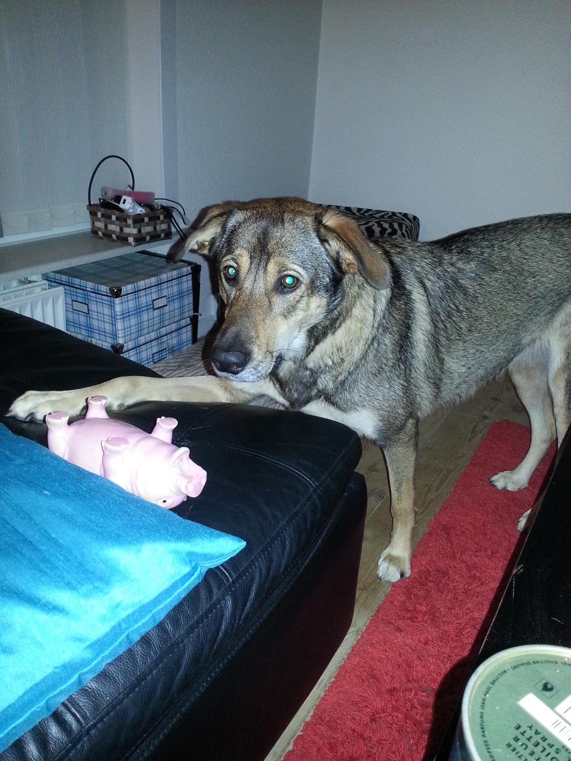 Blanding af racer Misha billede 27