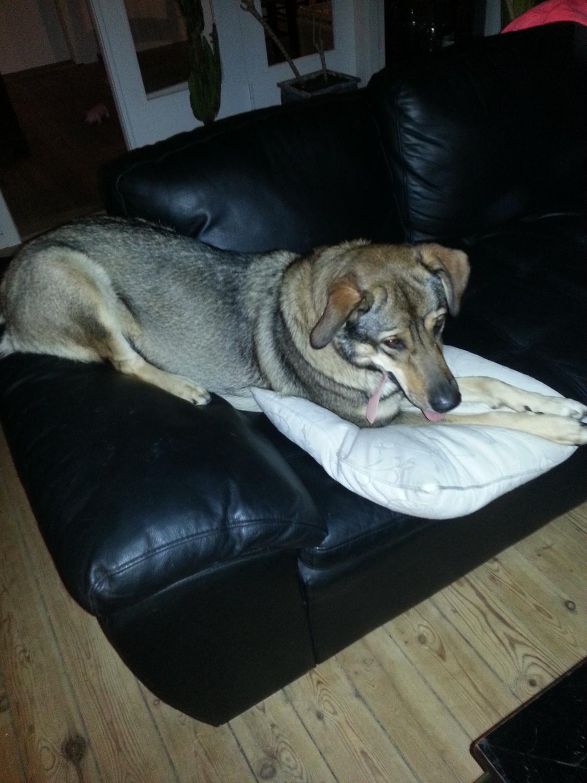 Blanding af racer Misha billede 19