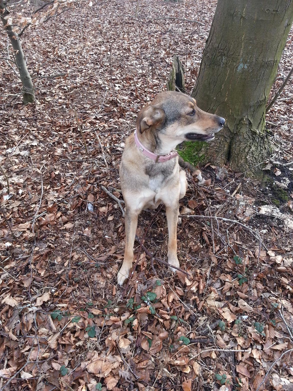 Blanding af racer Misha billede 29