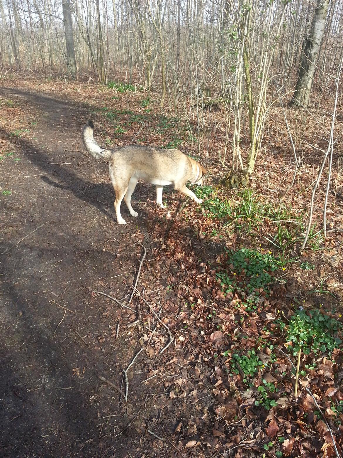 Blanding af racer Misha billede 30