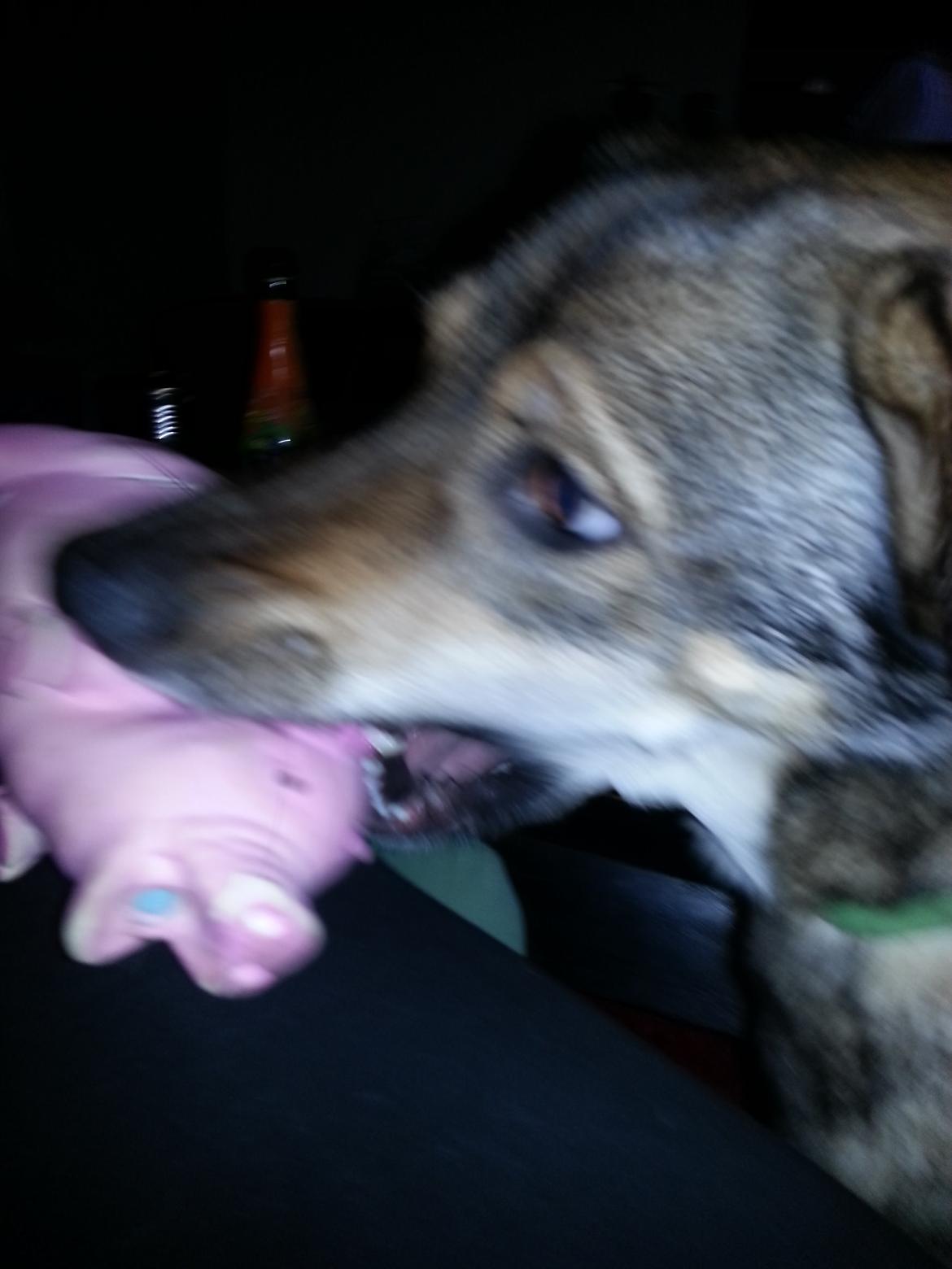 Blanding af racer Misha billede 28