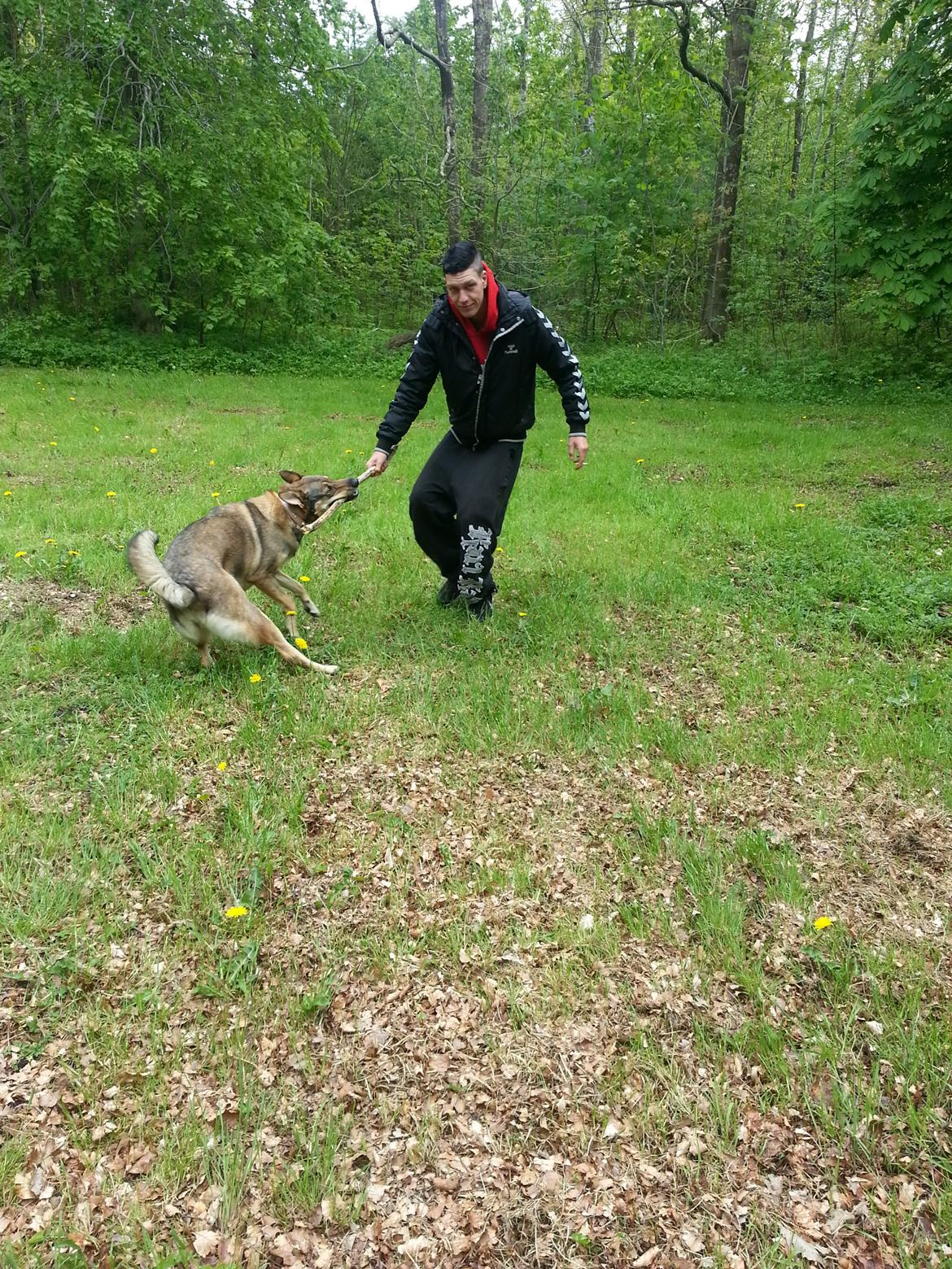 Blanding af racer Misha billede 35