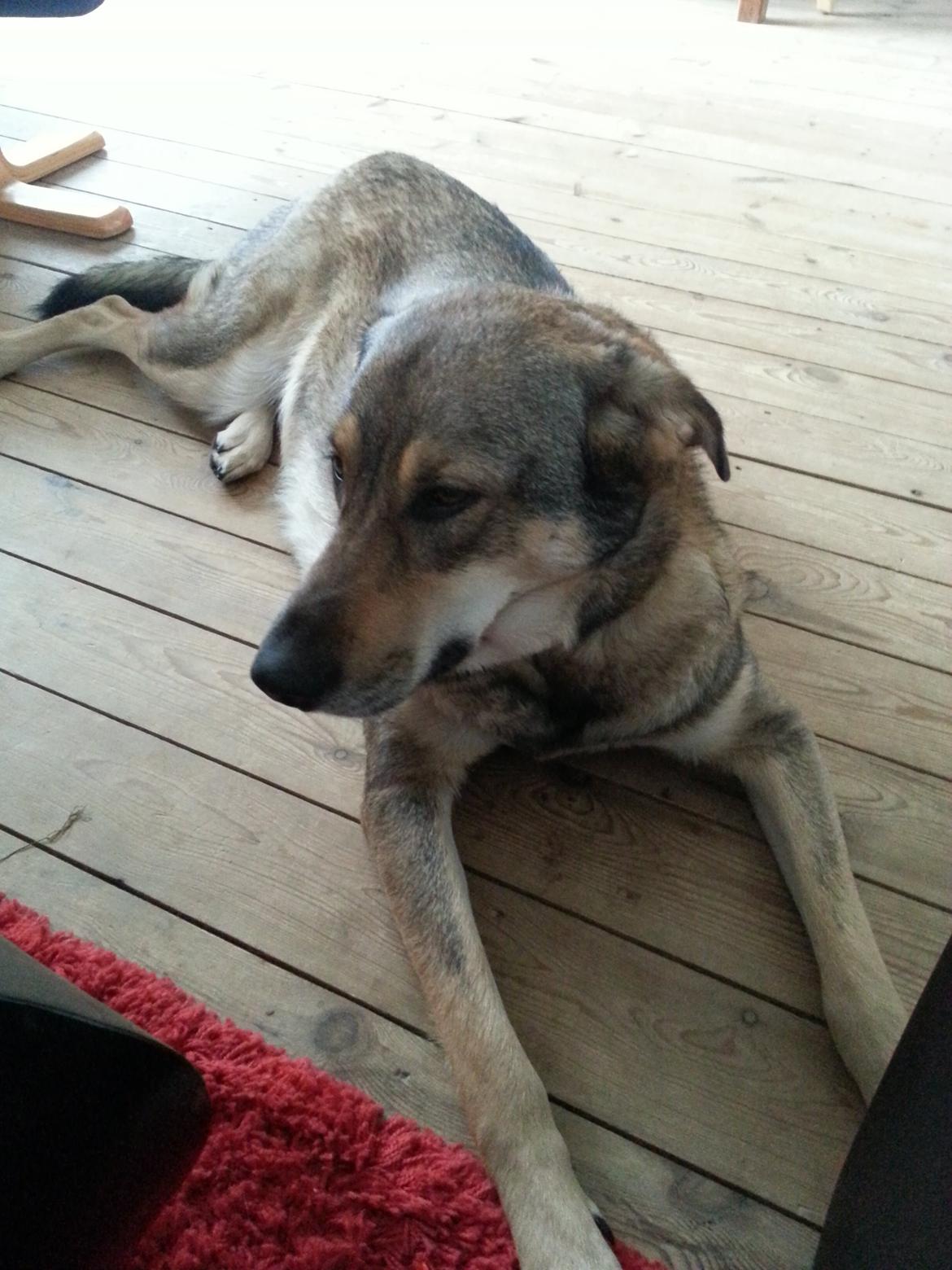 Blanding af racer Misha billede 36