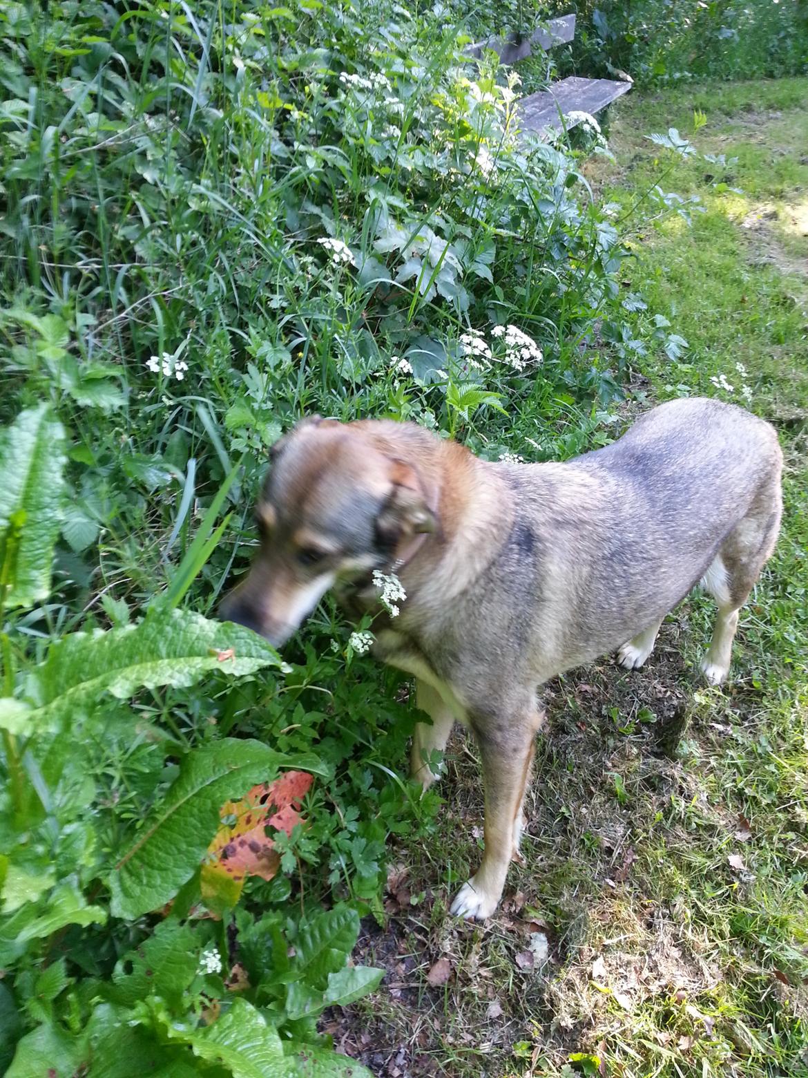 Blanding af racer Misha billede 37