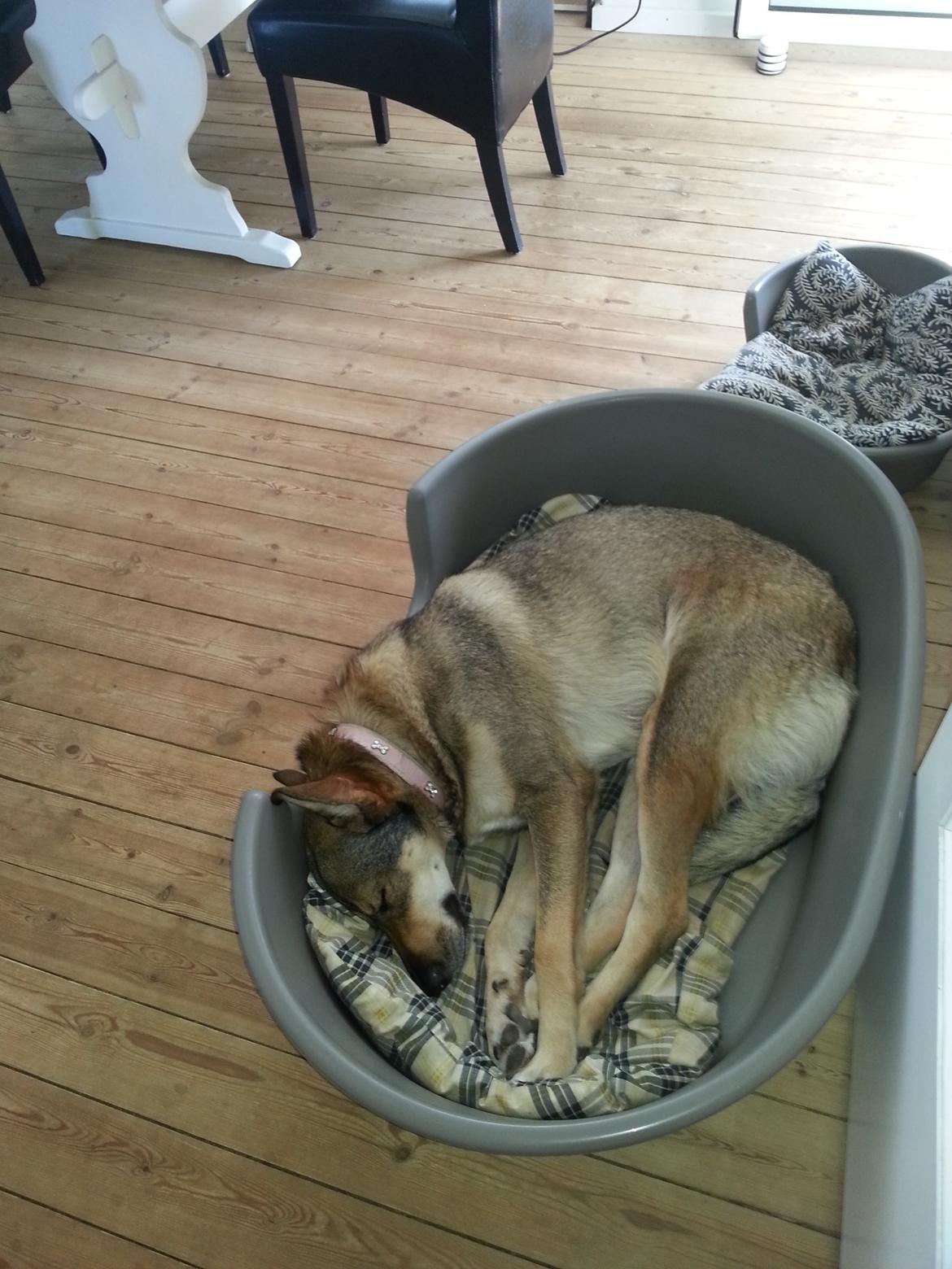 Blanding af racer Misha billede 39