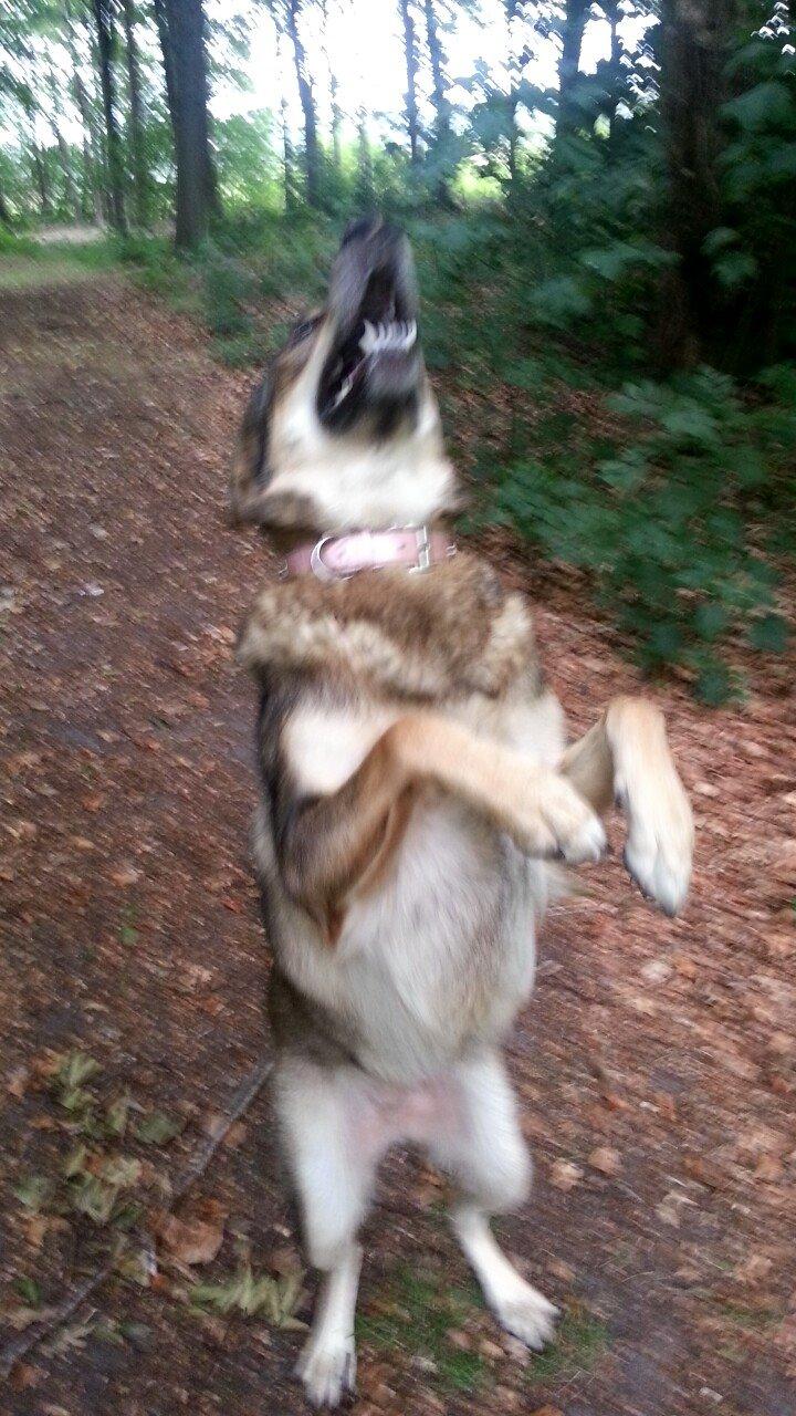 Blanding af racer Misha billede 38