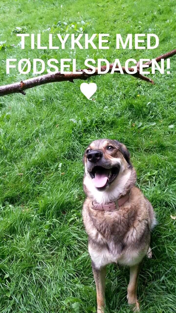 Blanding af racer Misha billede 1