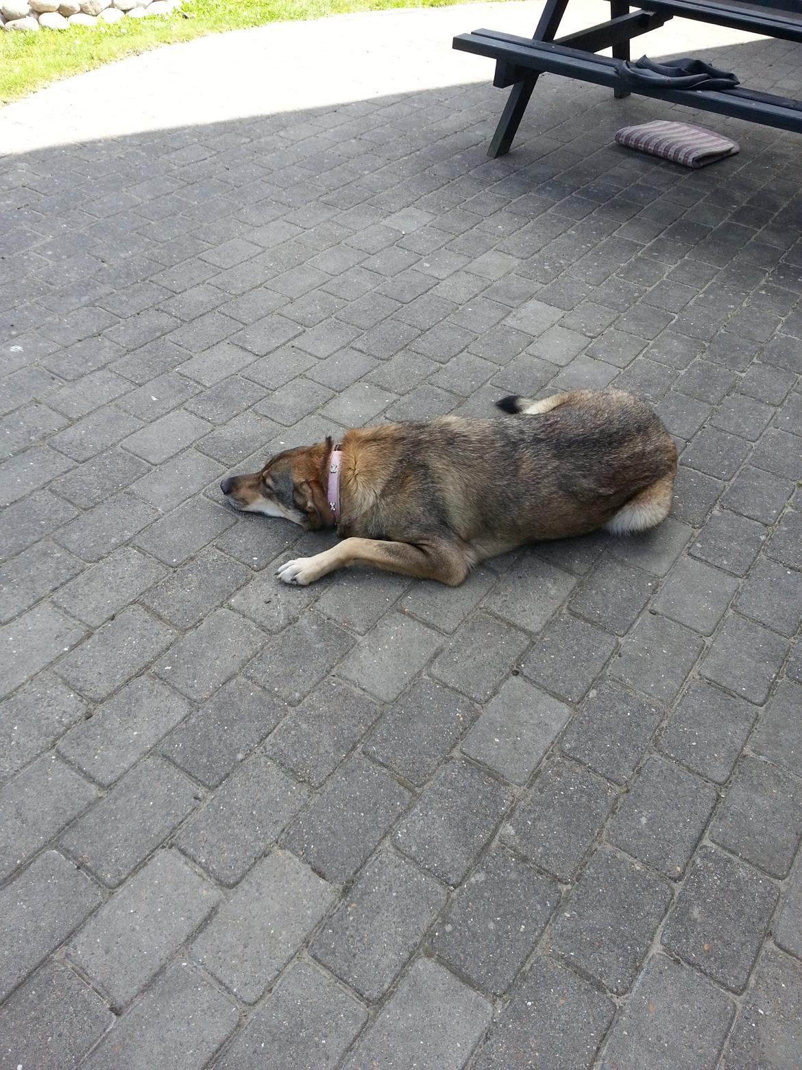 Blanding af racer Misha billede 41