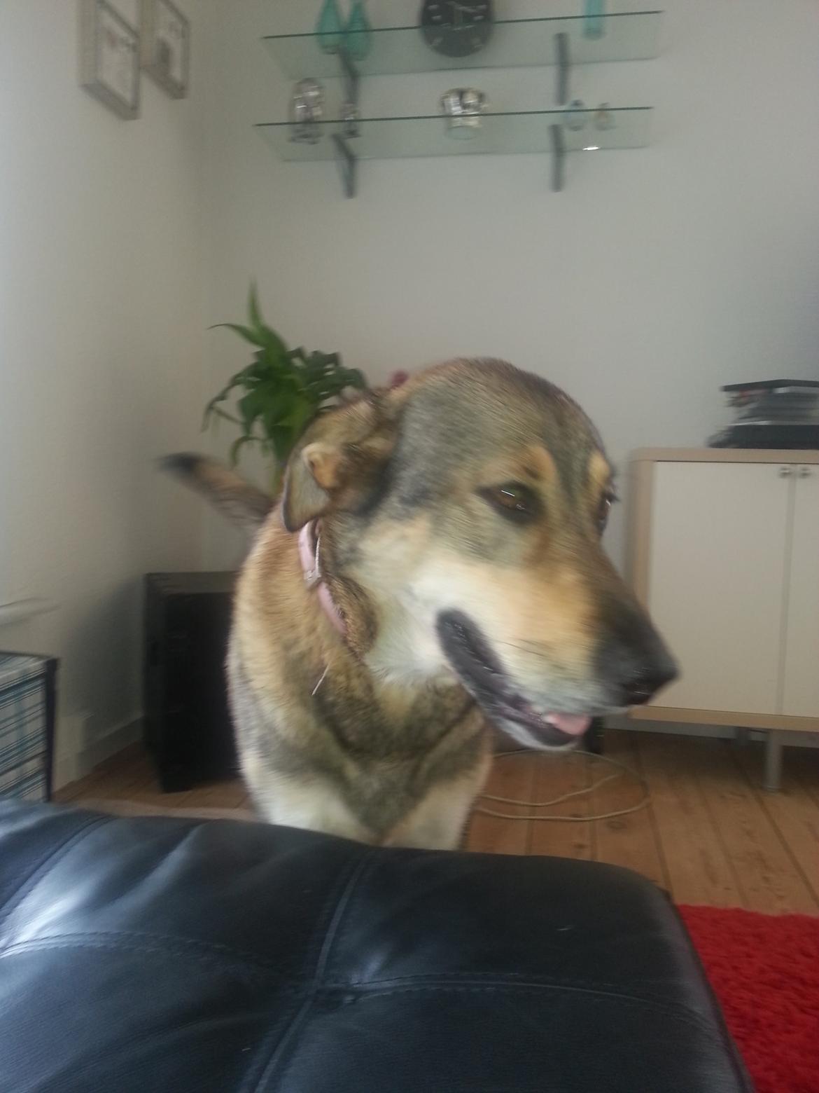 Blanding af racer Misha billede 42