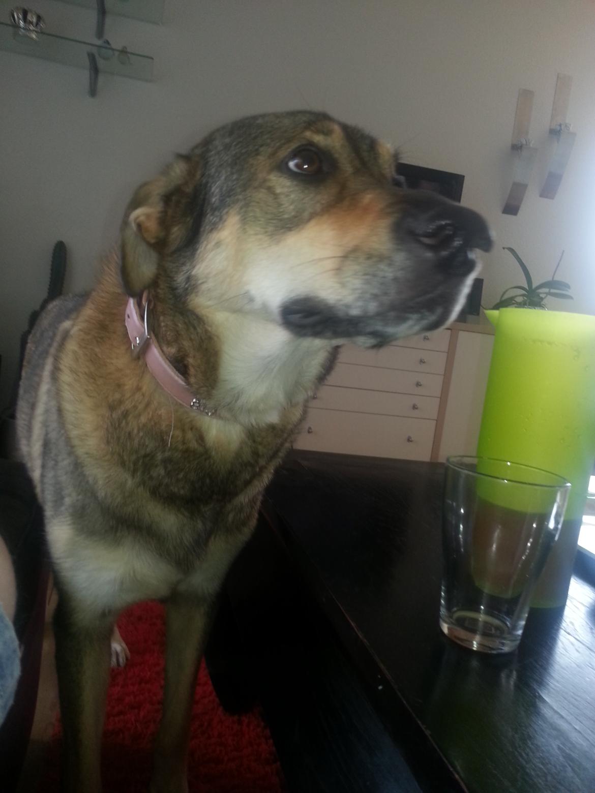 Blanding af racer Misha billede 43