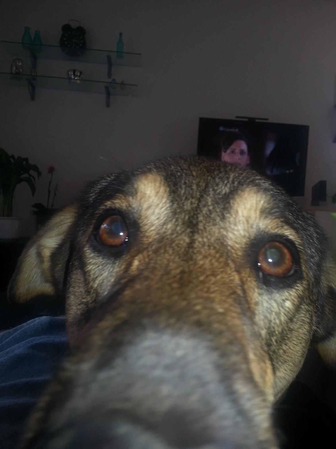 Blanding af racer Misha billede 44