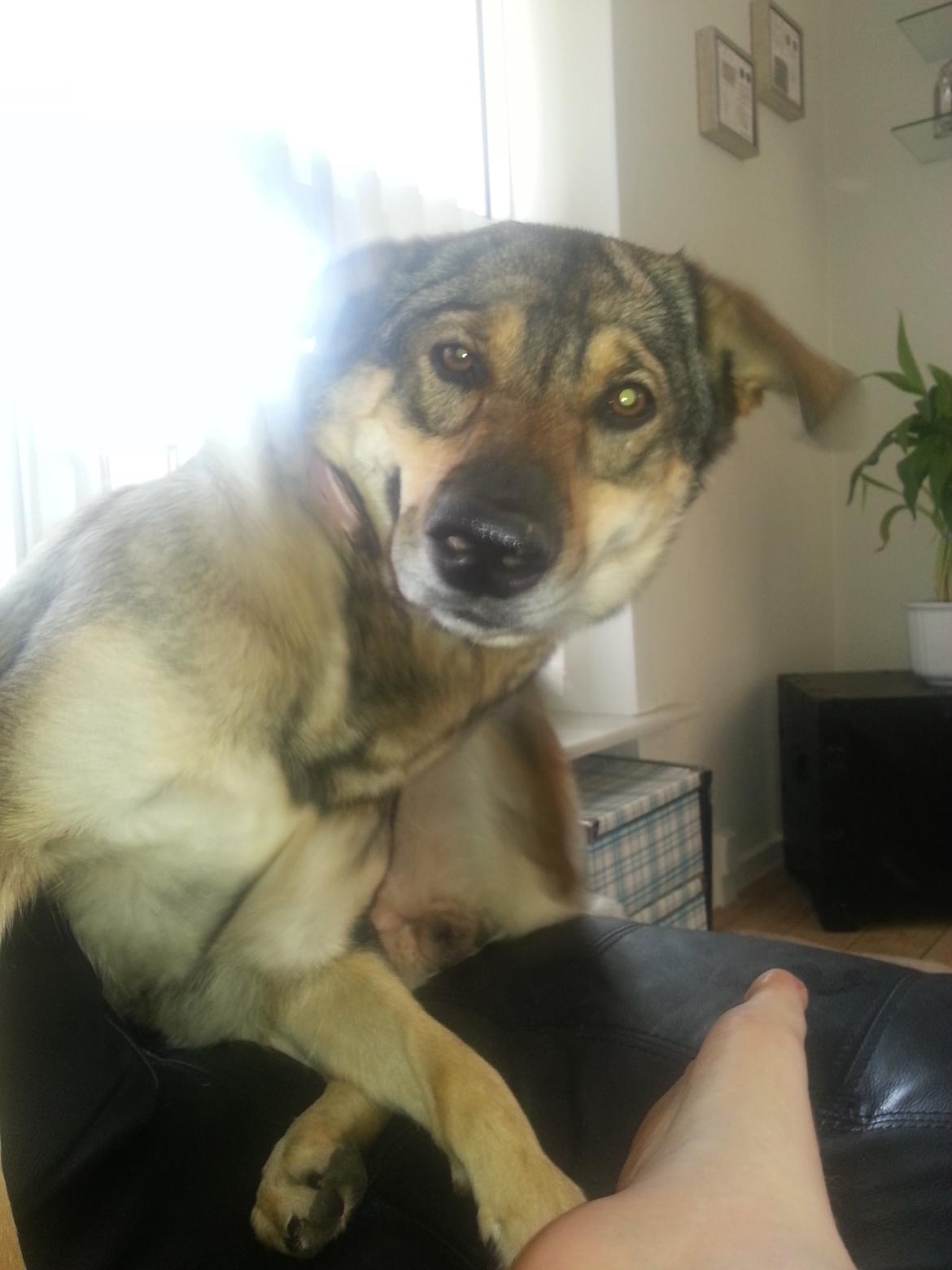 Blanding af racer Misha billede 45