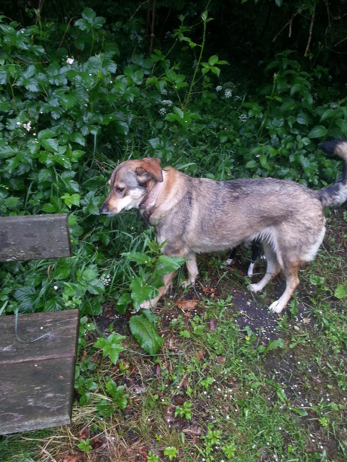 Blanding af racer Misha billede 46