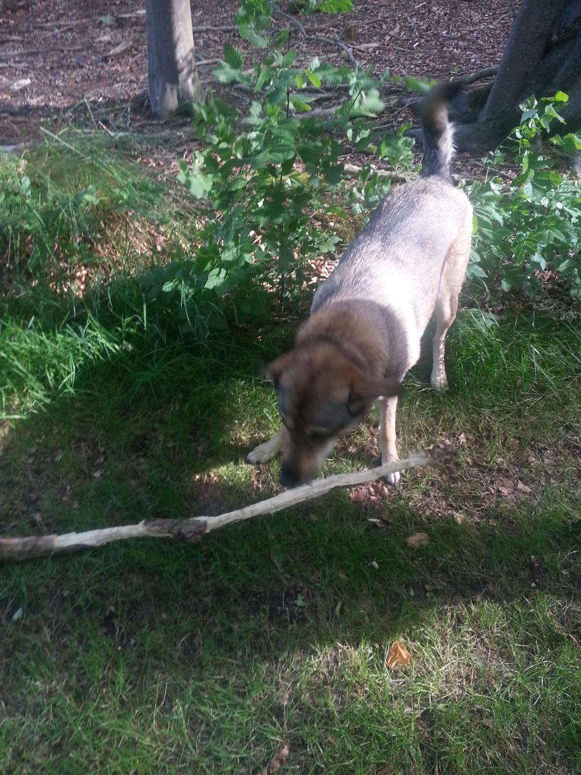 Blanding af racer Misha billede 47