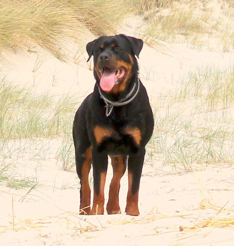 Rottweiler Kira/ R.I.P - Velkommen til kiras profil billede 1