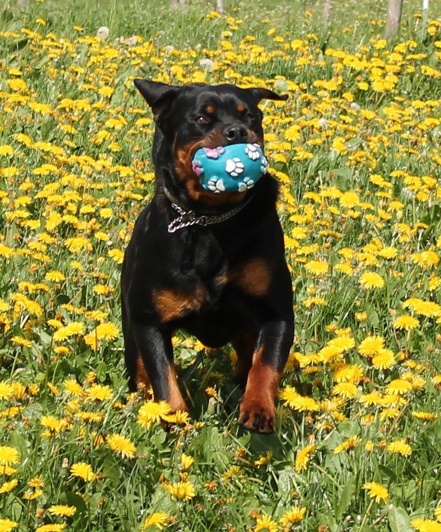 Rottweiler Kira/ R.I.P billede 17