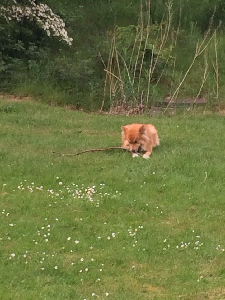 Islandsk fårehund Alfred billede 5