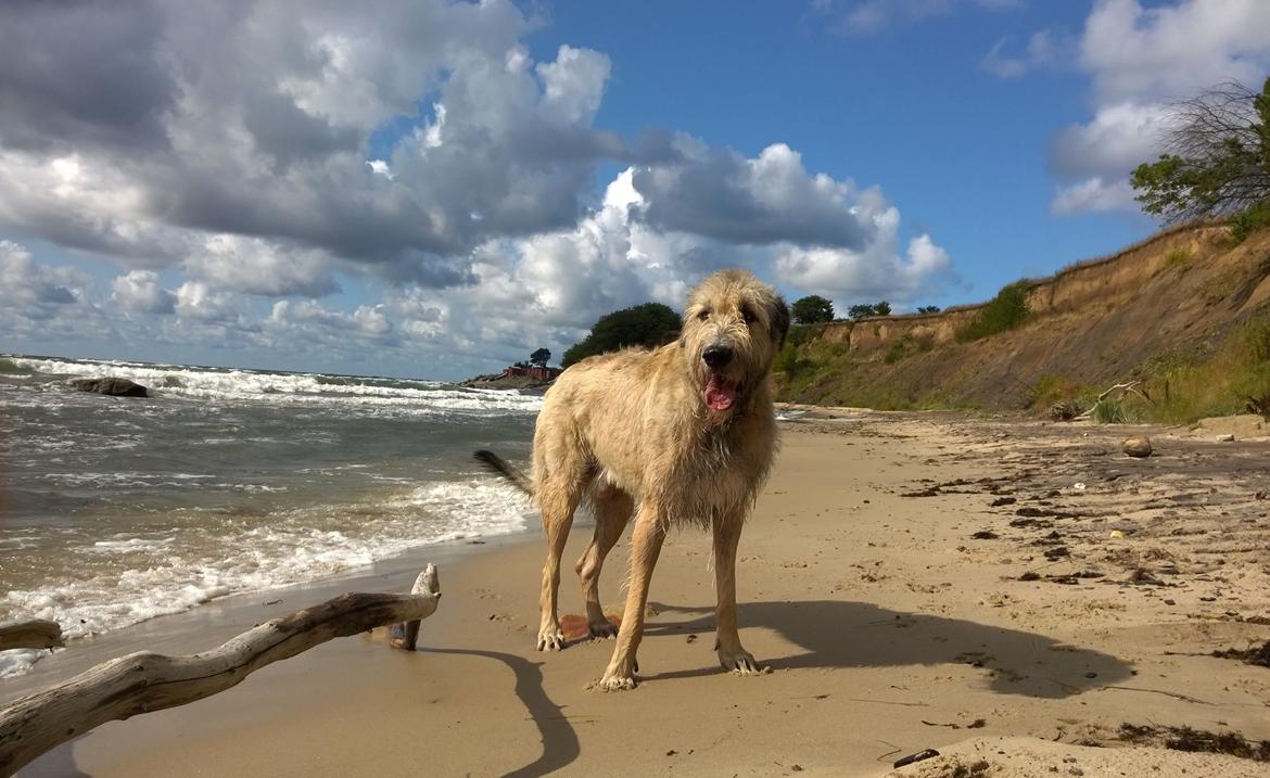 Irsk ulvehund Morgan - På strand/badetur, 21.08.2014 billede 11