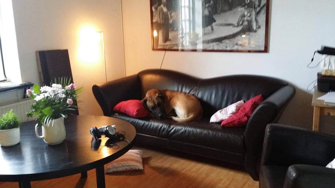 Grand danois Anton billede 3