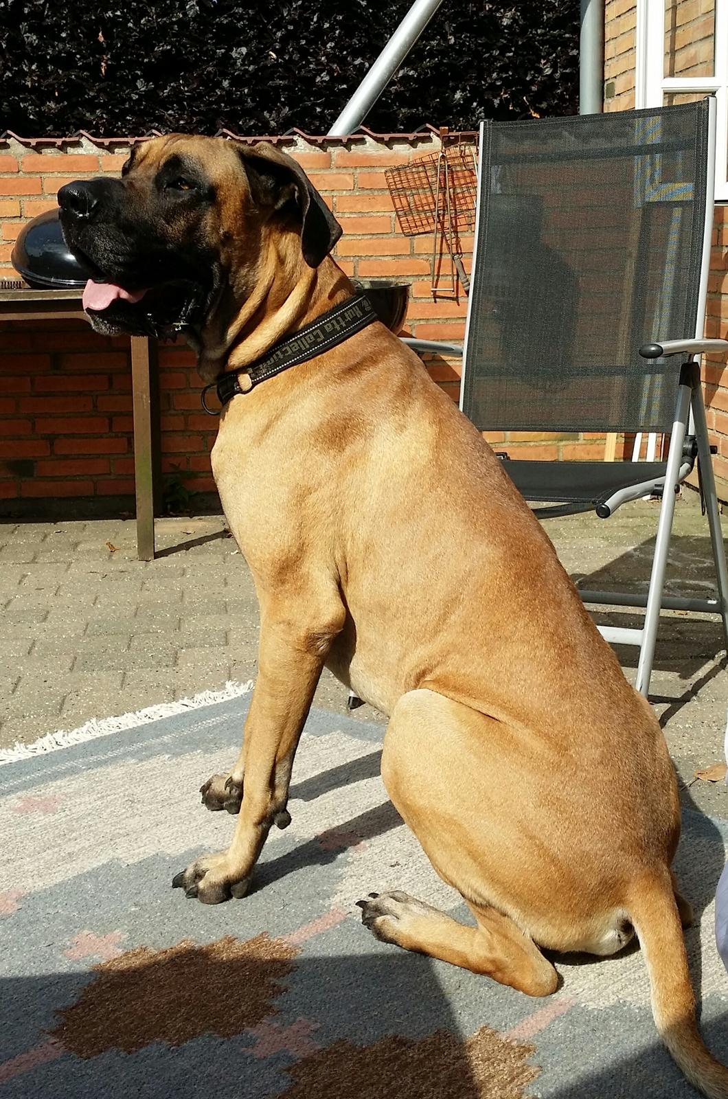 Grand danois Anton billede 10
