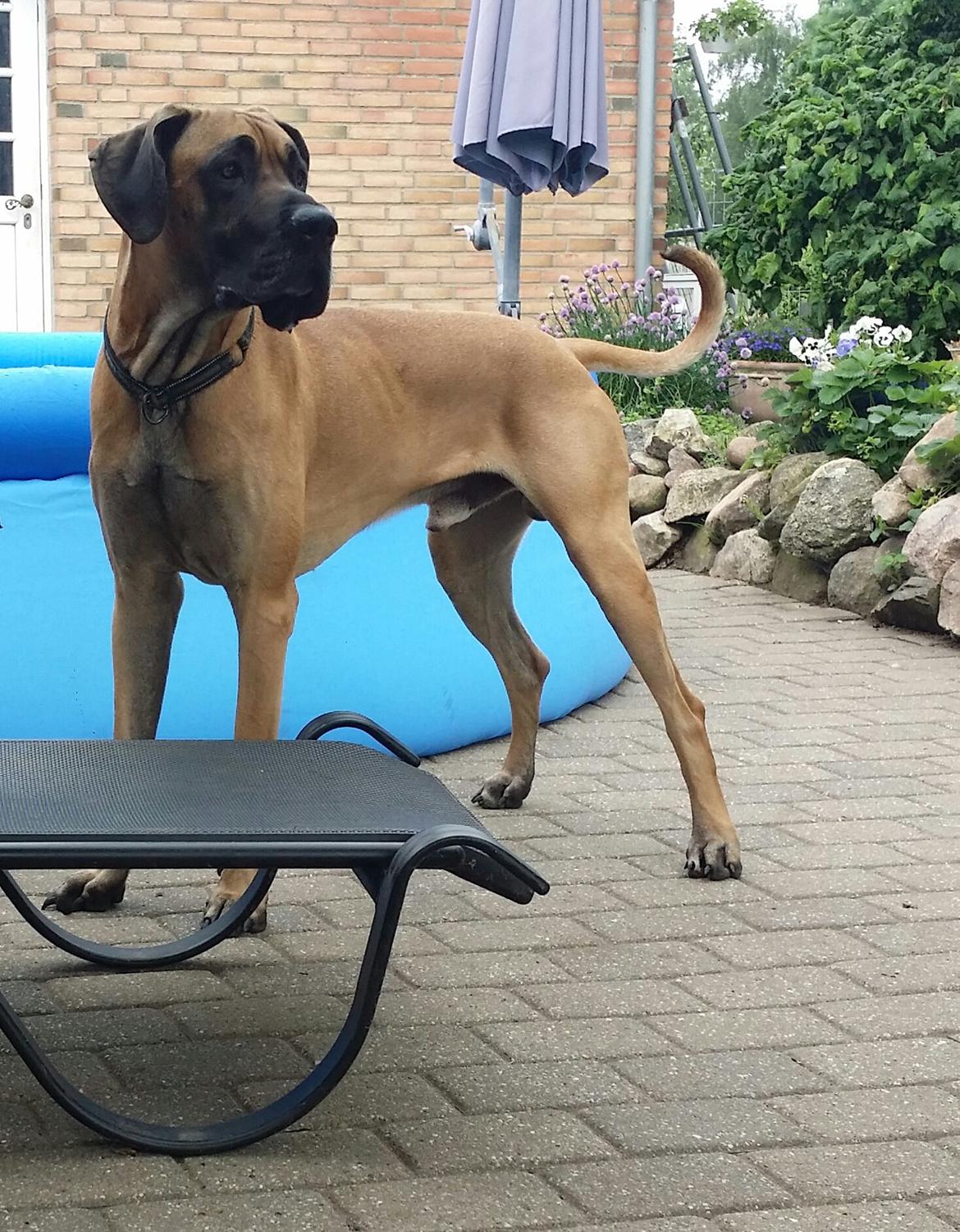 Grand danois Anton billede 13