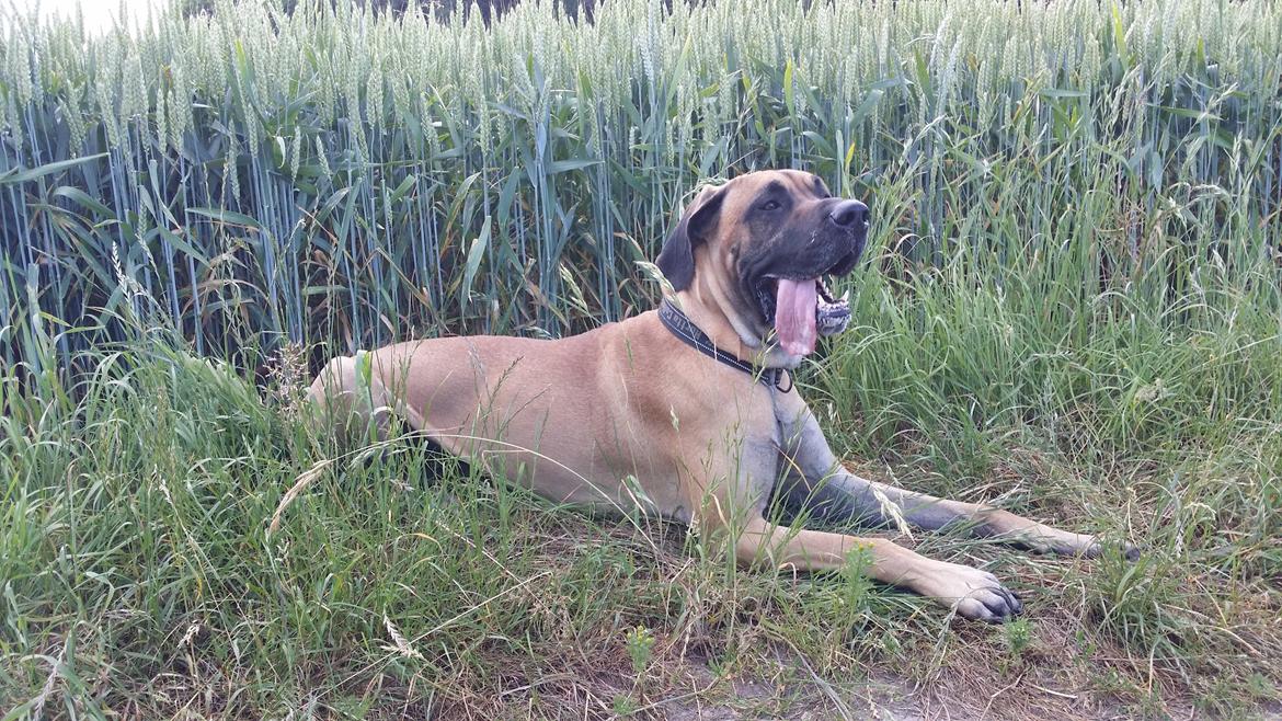 Grand danois Anton billede 19