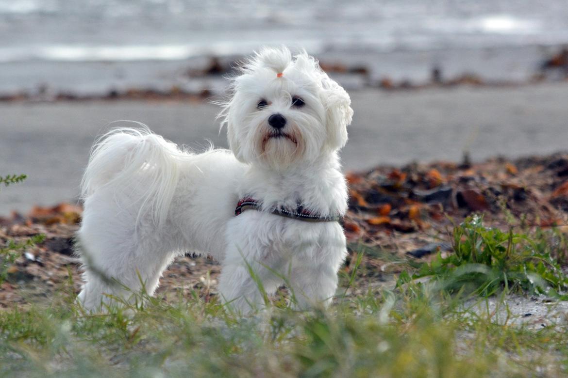 Malteser Fie R.I.P 26. Januar 2015 billede 2