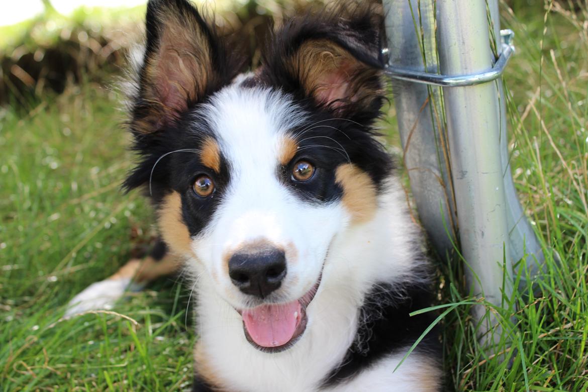 Australian shepherd Rosenlysts Black Velvet billede 32