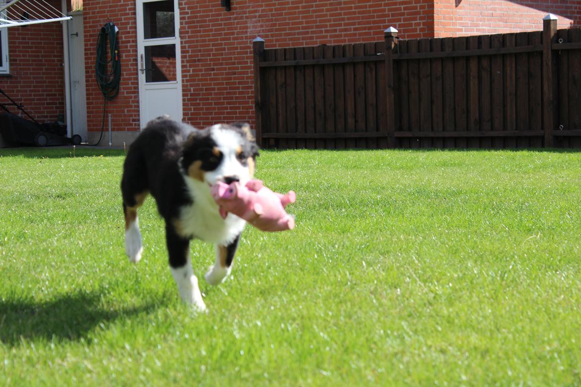 Australian shepherd Rosenlysts Black Velvet billede 36