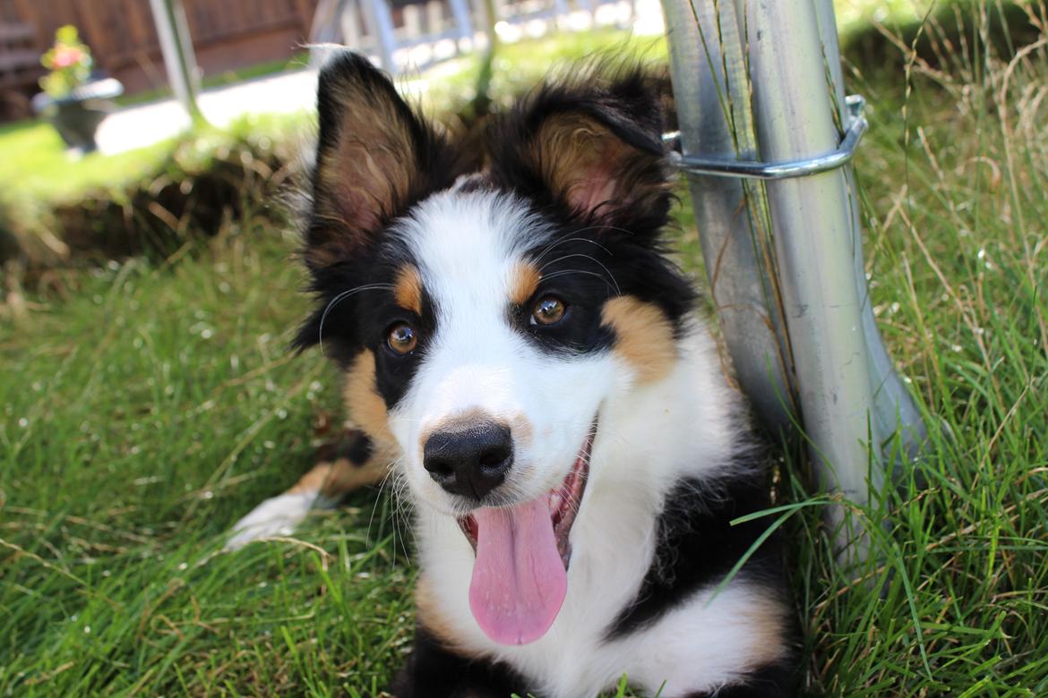 Australian shepherd Rosenlysts Black Velvet billede 34