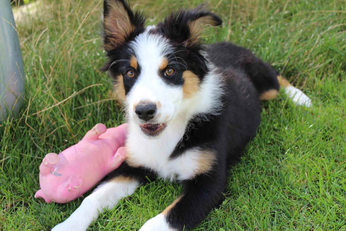Australian shepherd Rosenlysts Black Velvet billede 38