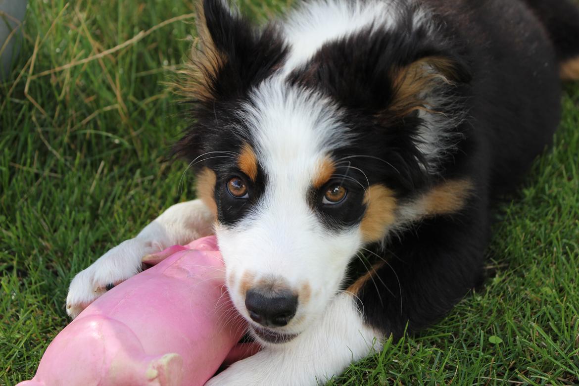 Australian shepherd Rosenlysts Black Velvet billede 37