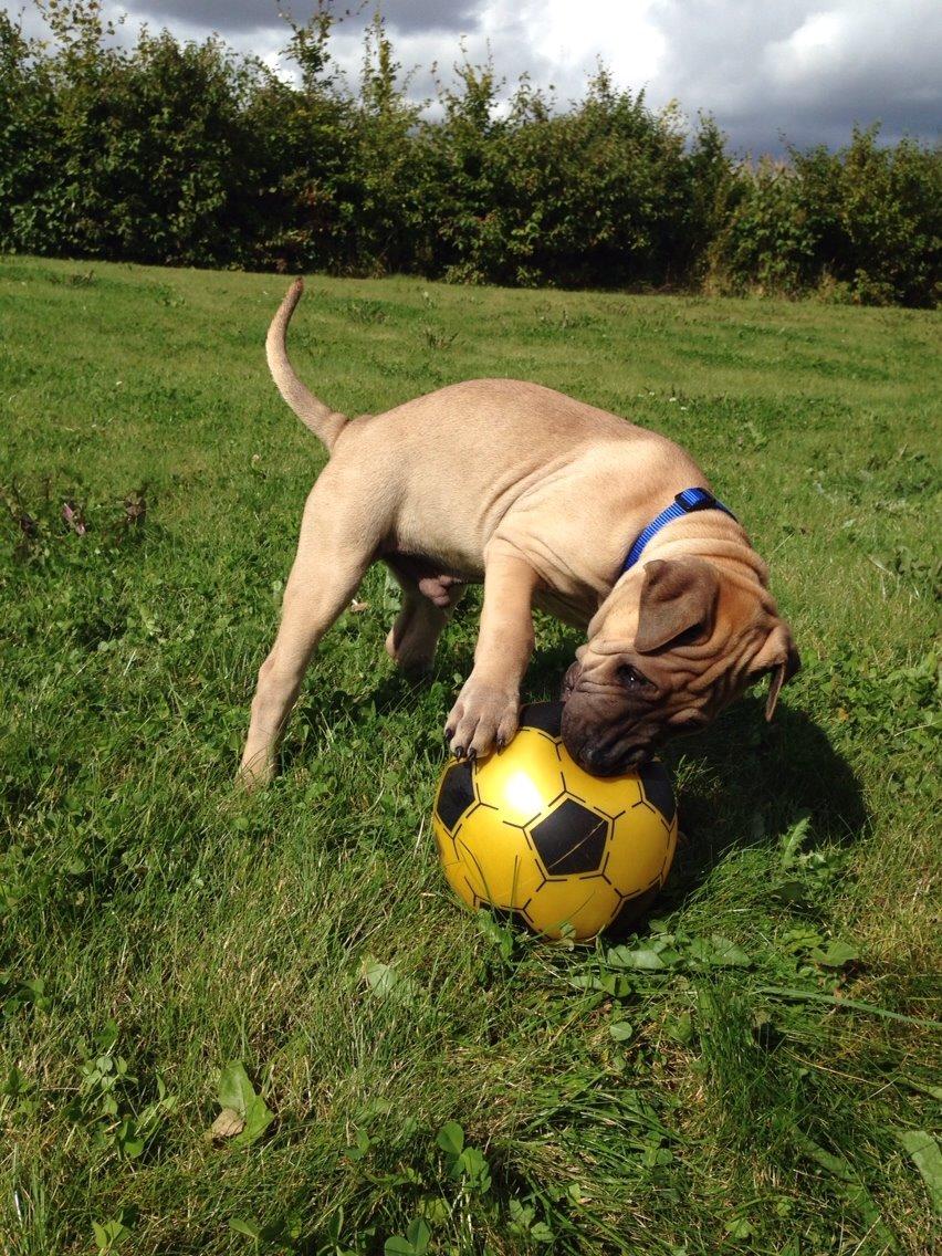 Blanding af racer Cody billede 1