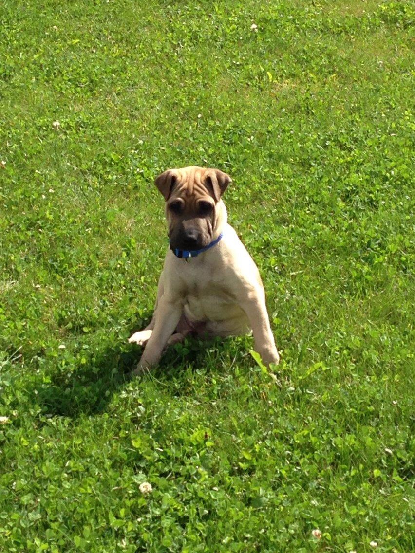 Blanding af racer Cody billede 2