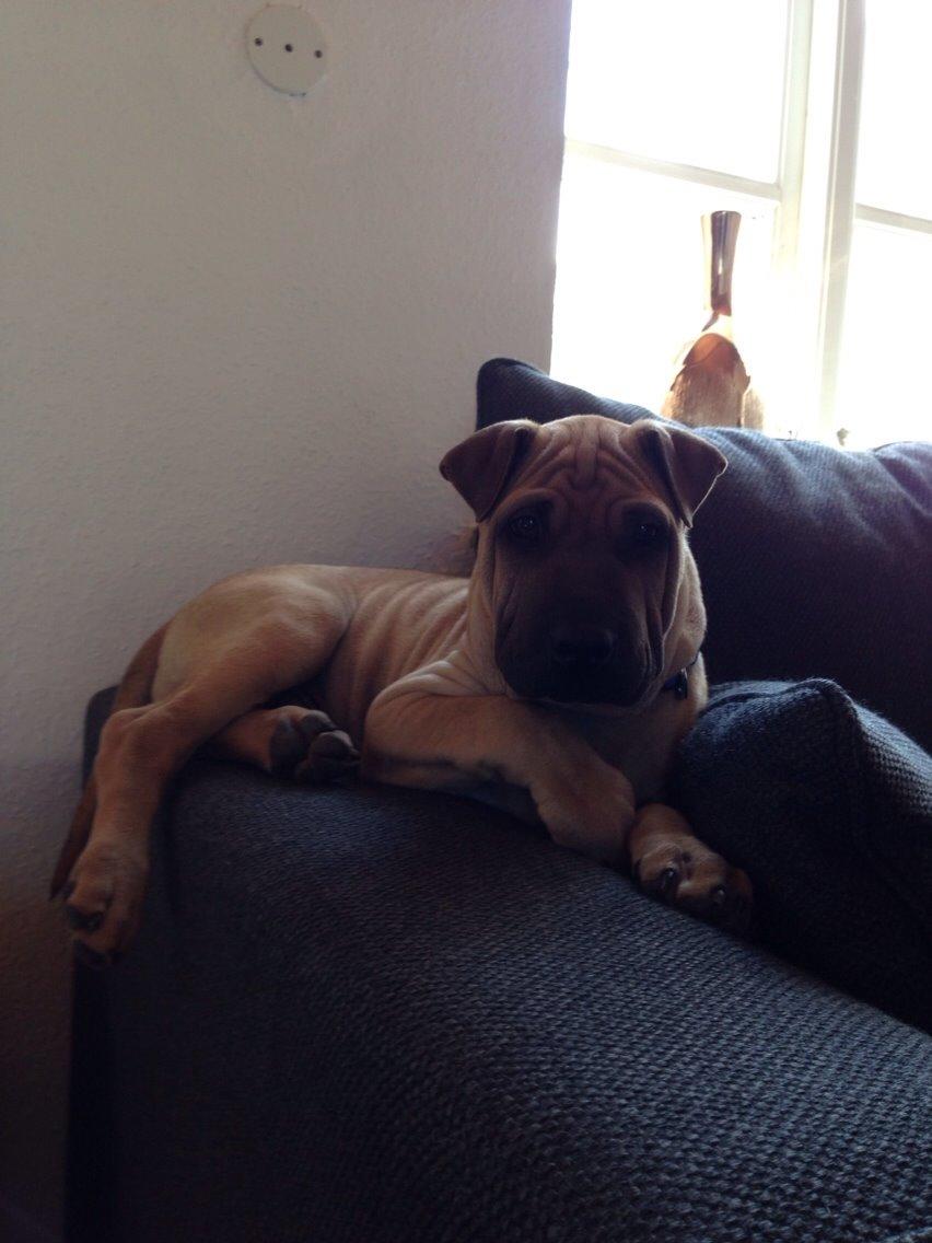 Blanding af racer Cody billede 4