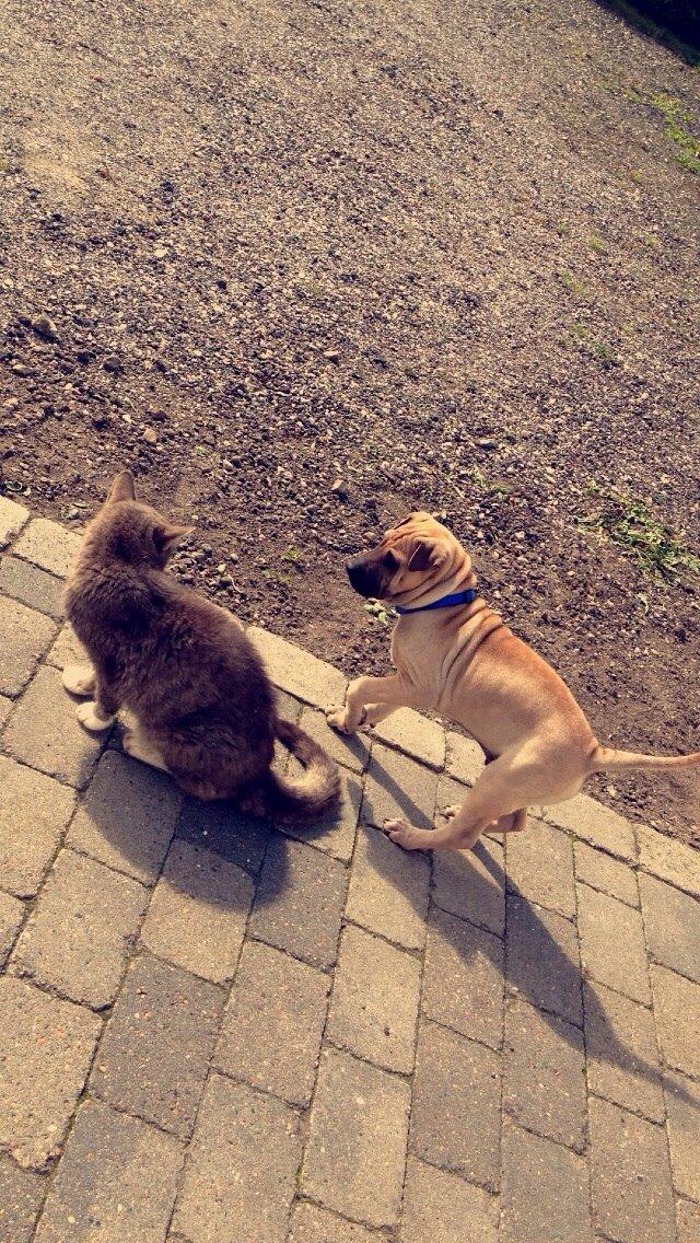 Blanding af racer Cody billede 3