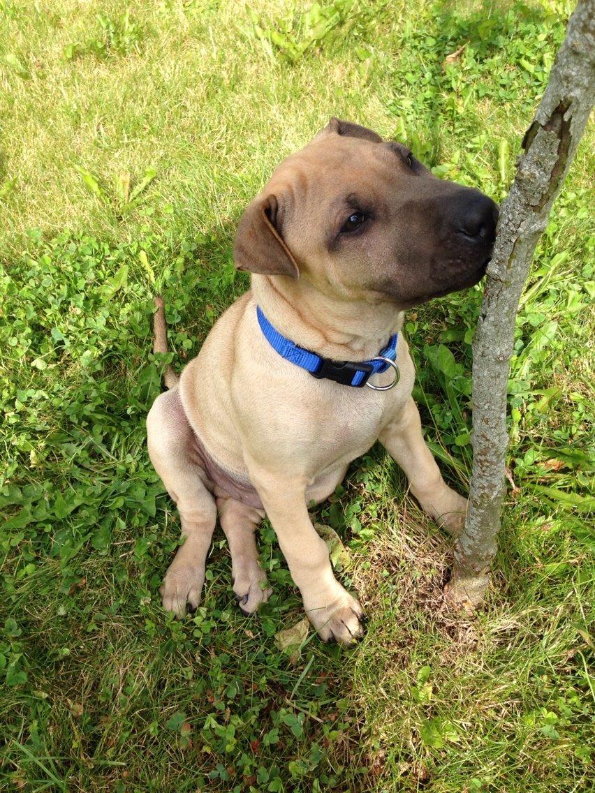 Blanding af racer Cody billede 5