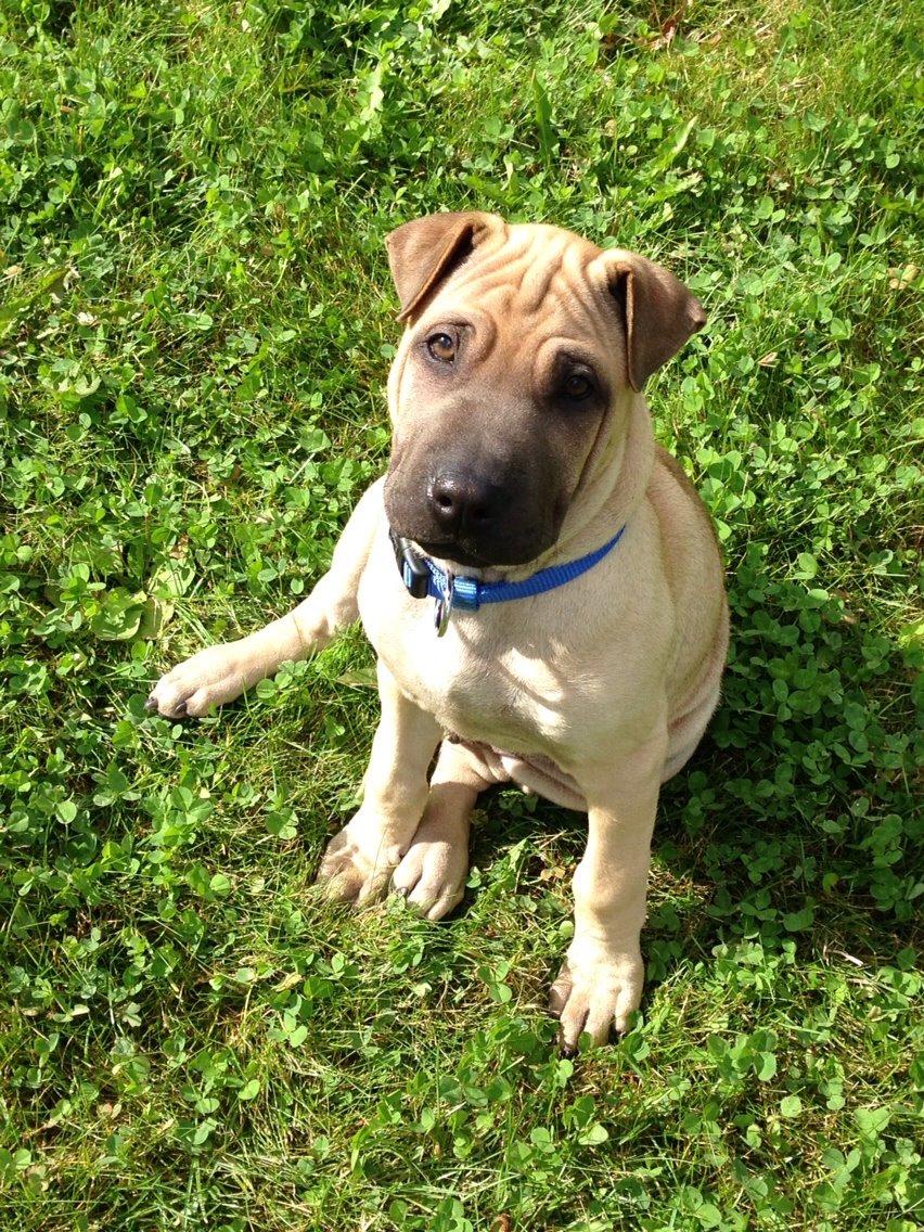 Blanding af racer Cody billede 6