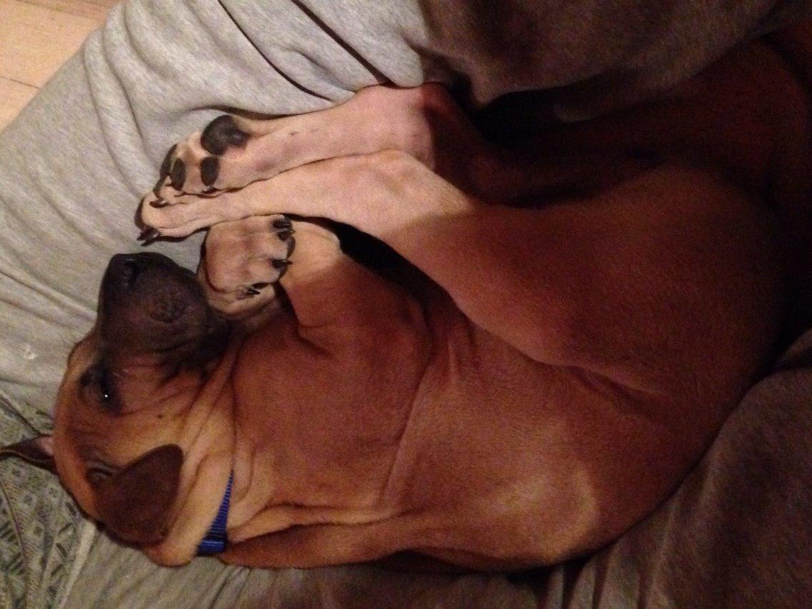 Blanding af racer Cody billede 7