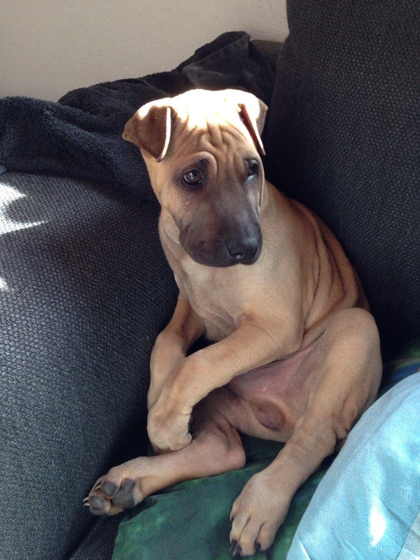 Blanding af racer Cody billede 8