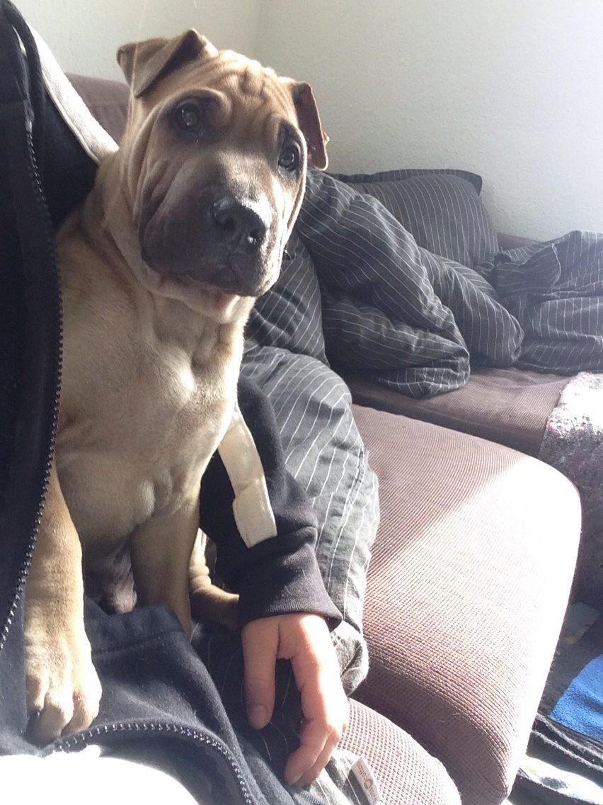 Blanding af racer Cody billede 9