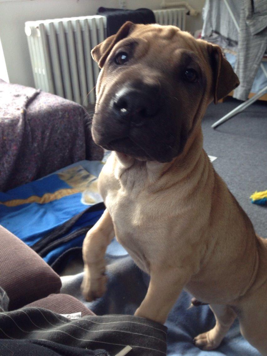 Blanding af racer Cody billede 10